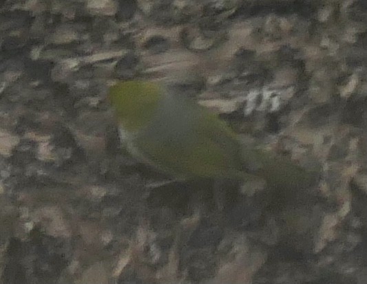 Silvereye - ML626144794