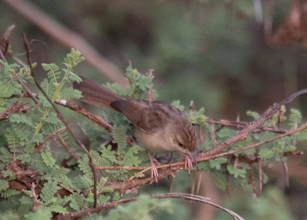 Graceful Prinia - ML626144864