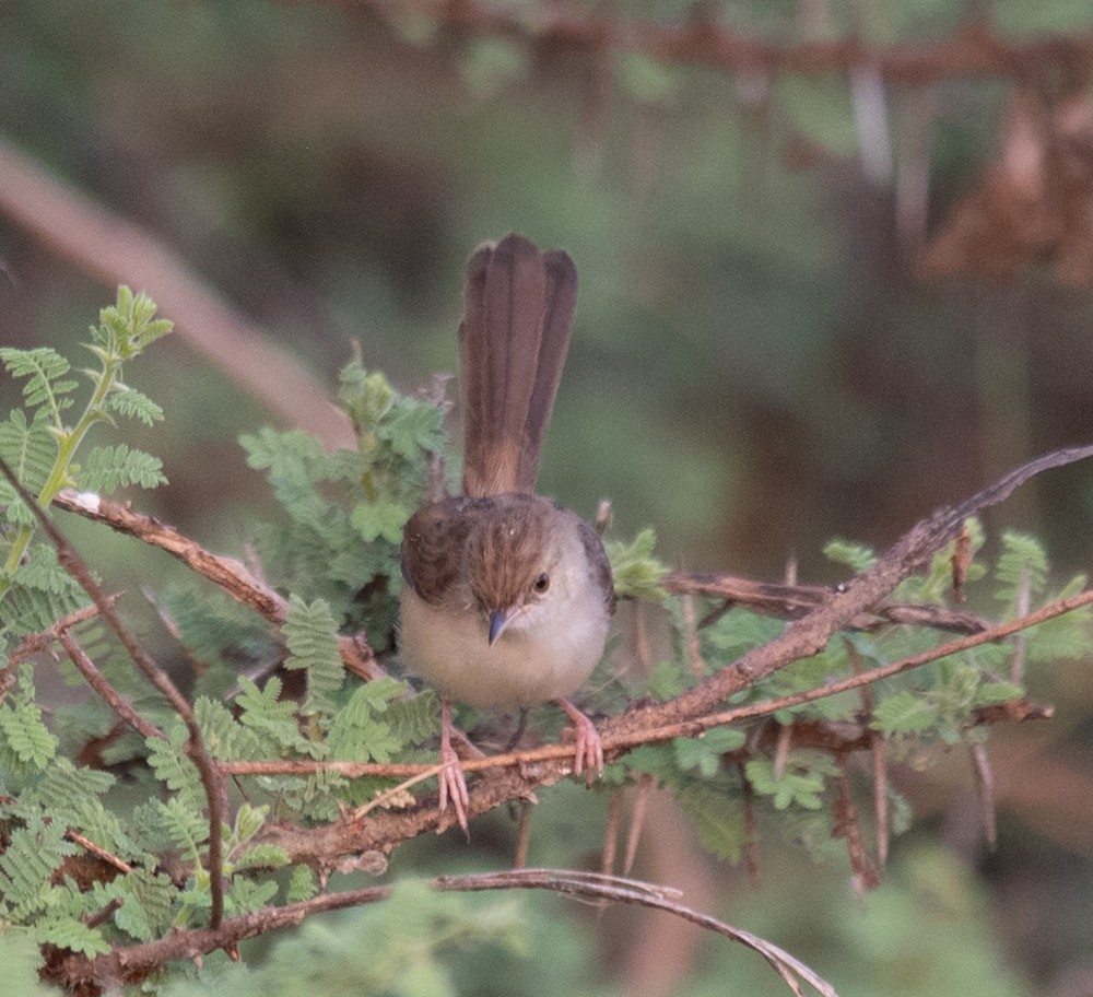 Graceful Prinia - ML626144865