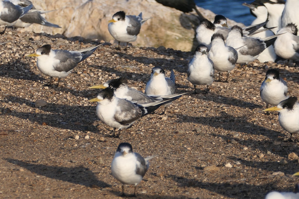 Great Crested Tern - ML626144970