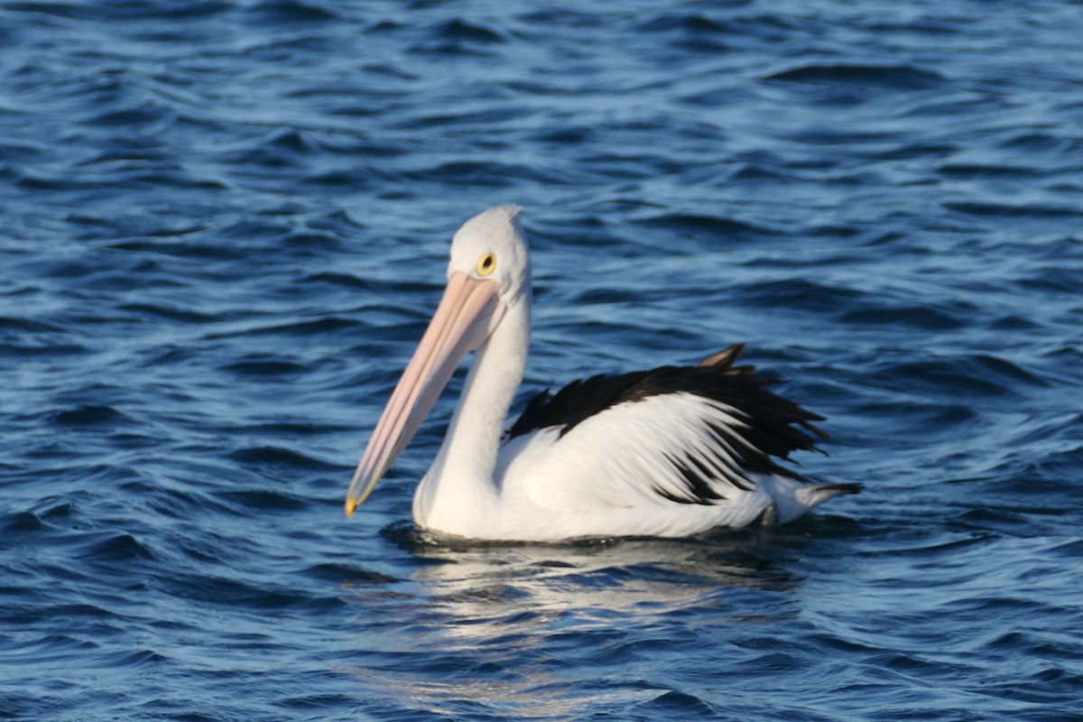 Australian Pelican - ML626145294