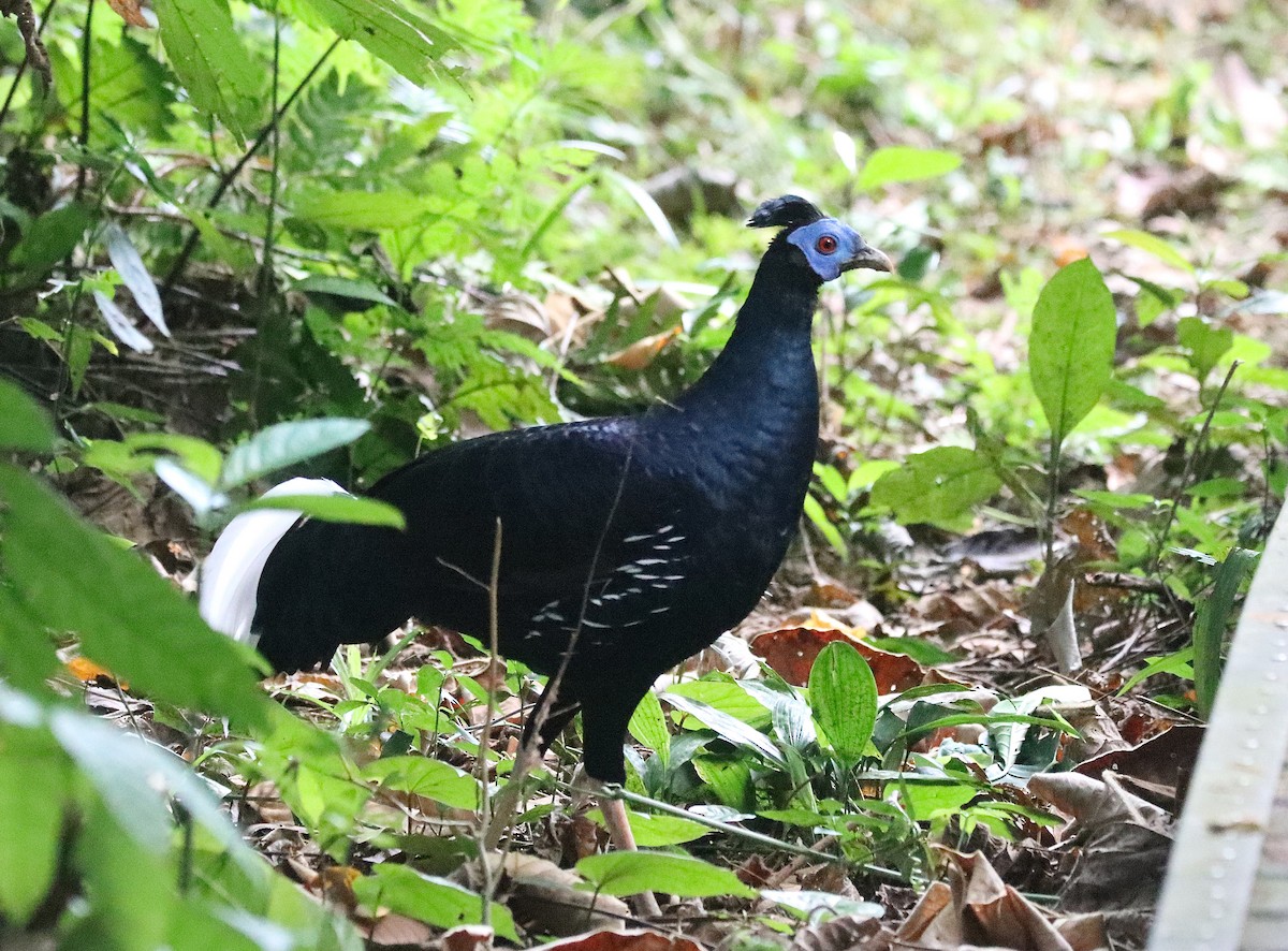 Malayan Crested Fireback - ML626145295