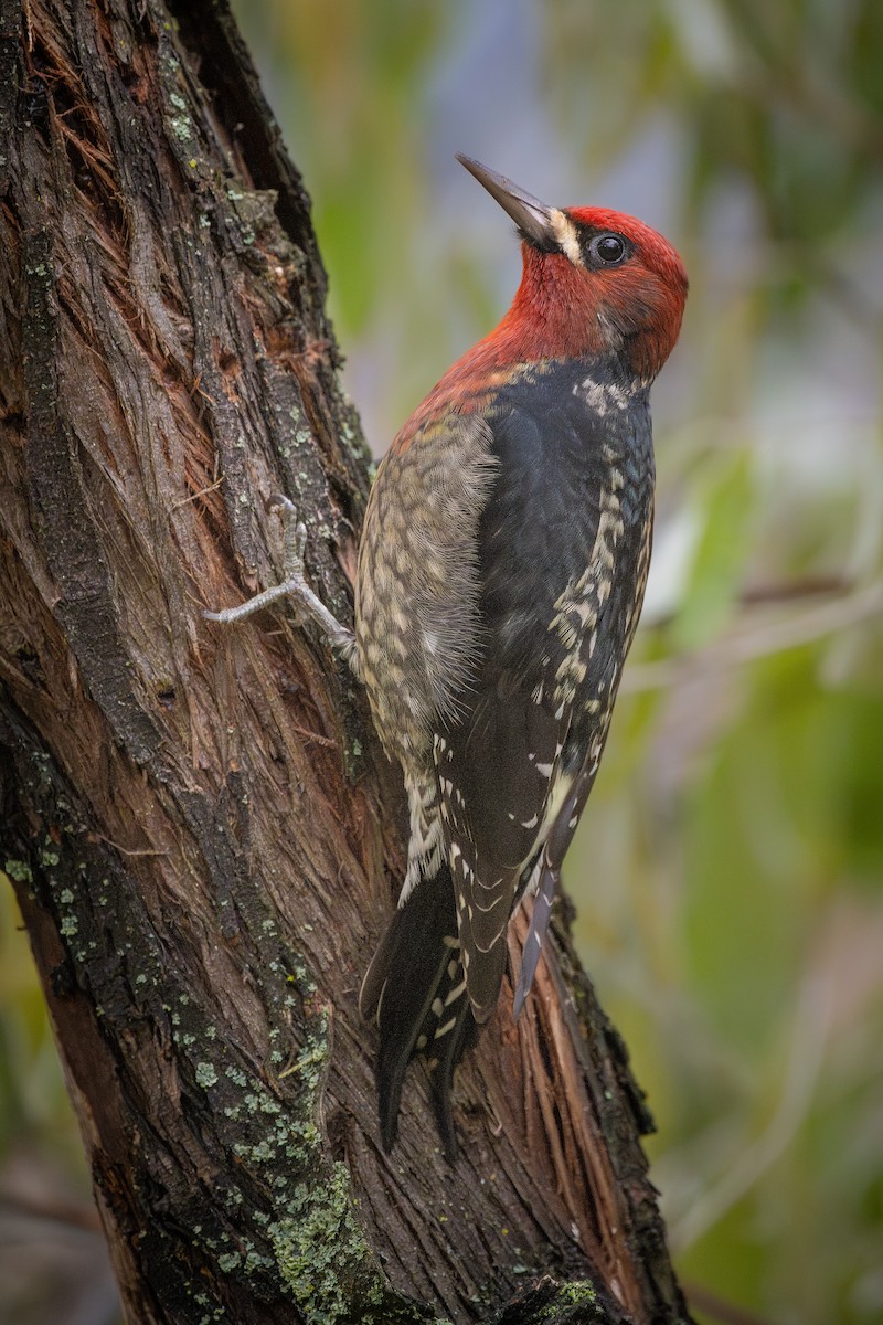 Red-breasted Sapsucker - ML626145612