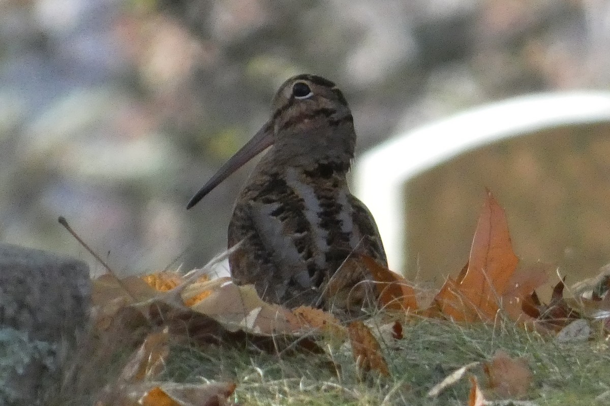 American Woodcock - ML626145697