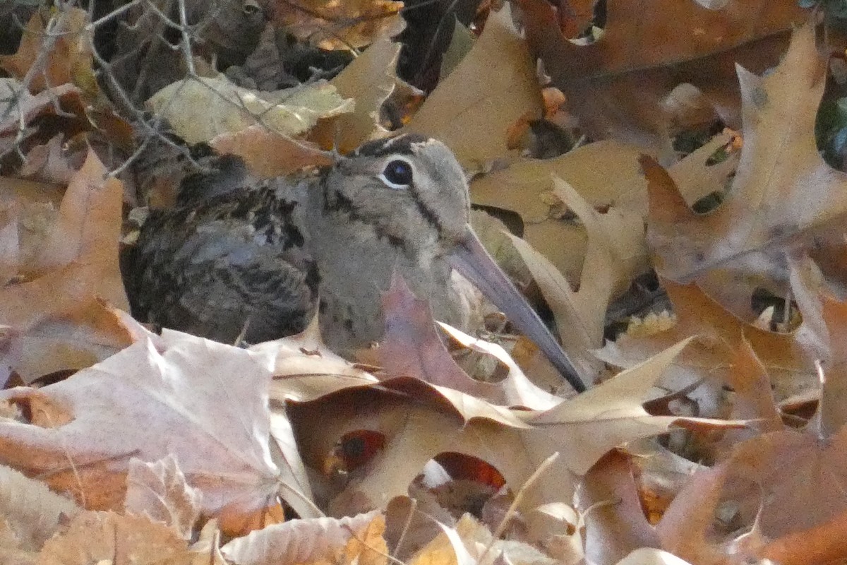 American Woodcock - ML626145701