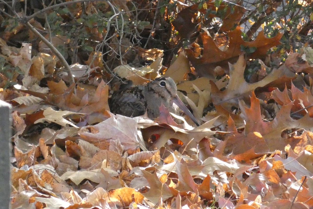 American Woodcock - ML626145703