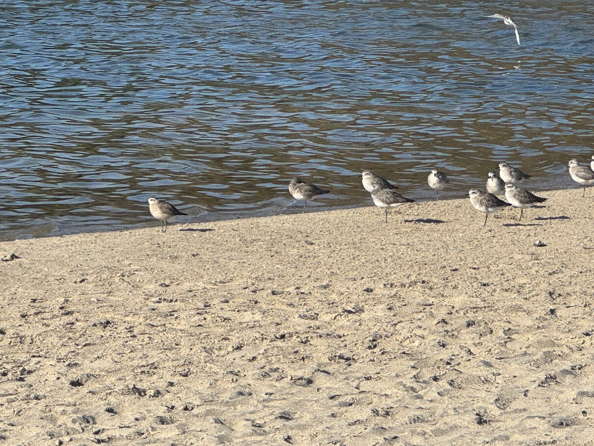 American Golden-Plover - ML626145739