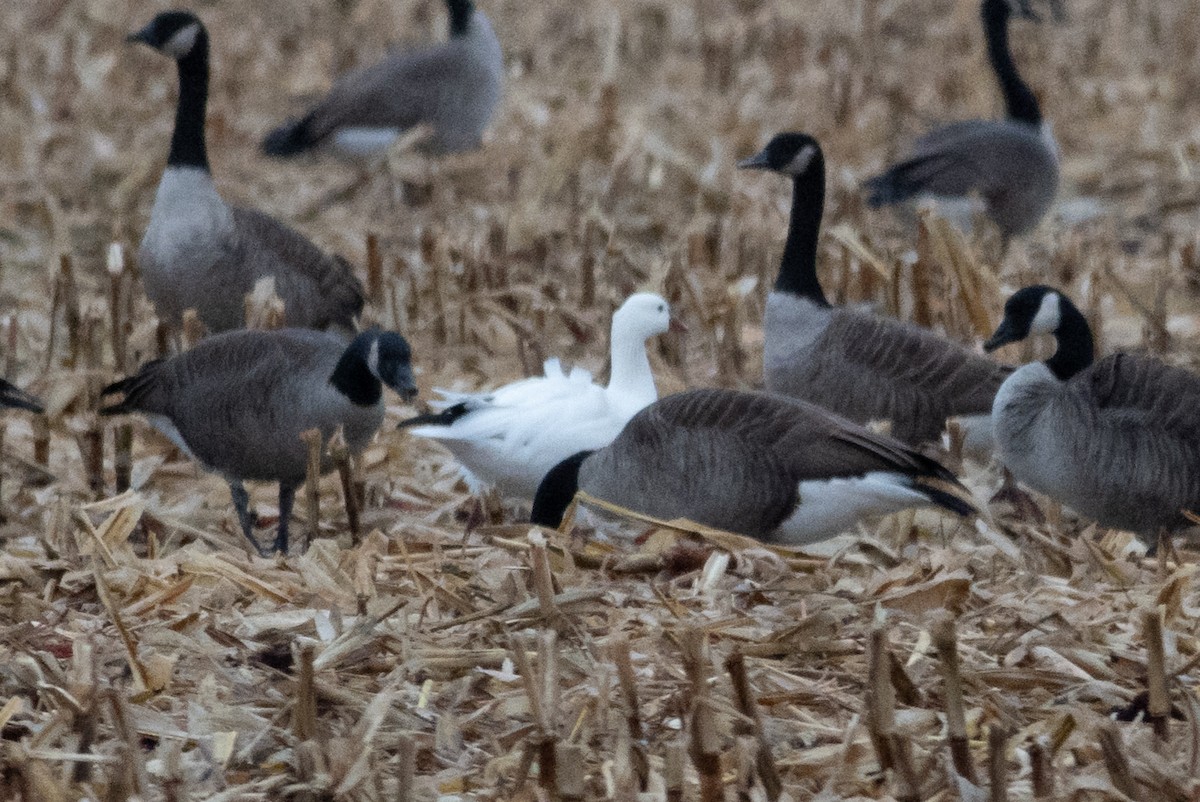 Ross's Goose - ML626145762