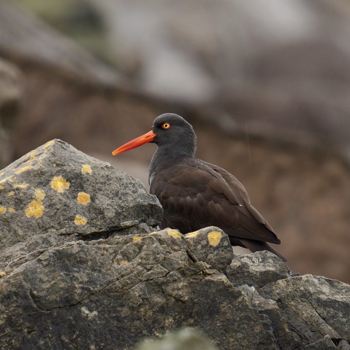 Black Oystercatcher - Matthew Mottern