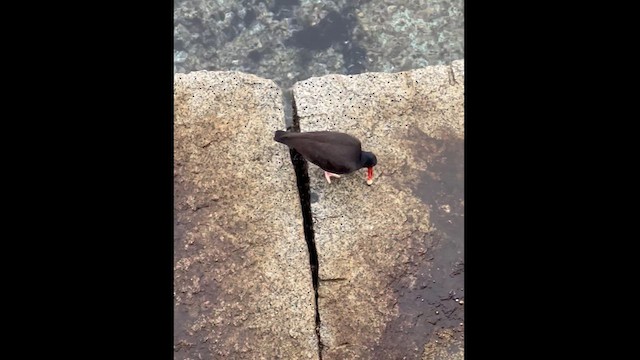 Black Oystercatcher - ML626145968