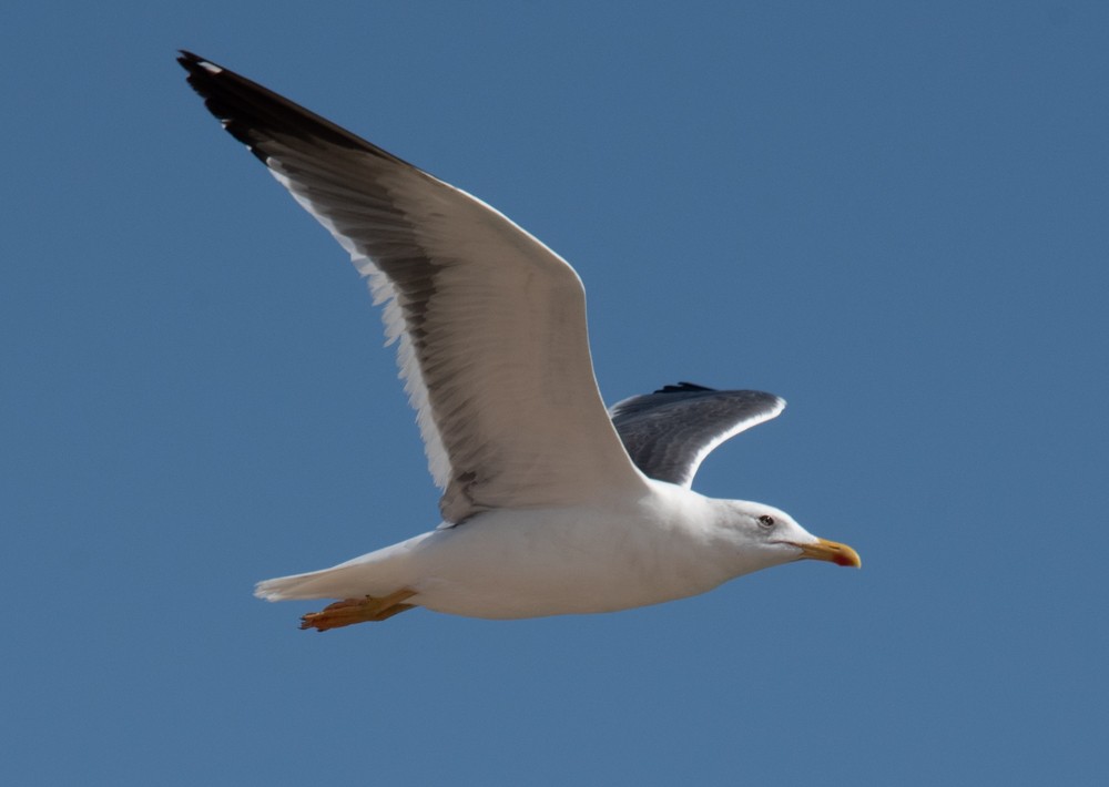 sildemåke (heuglini) (samojedmåke) - ML626145991