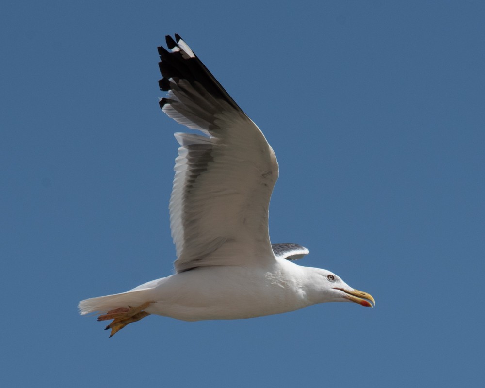 sildemåke (heuglini) (samojedmåke) - ML626145992