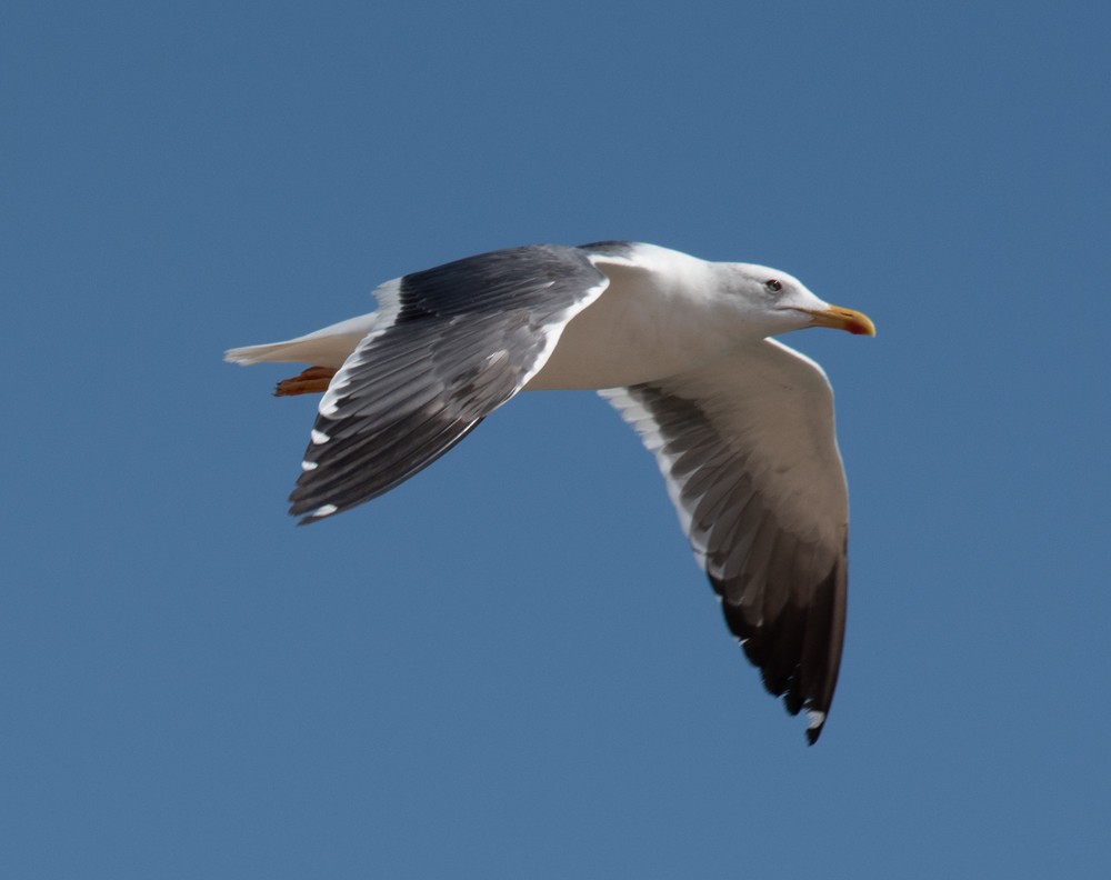 sildemåke (heuglini) (samojedmåke) - ML626145993