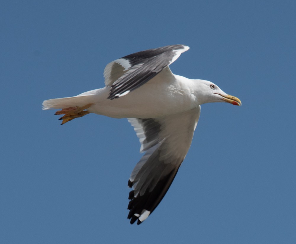 sildemåke (heuglini) (samojedmåke) - ML626145994
