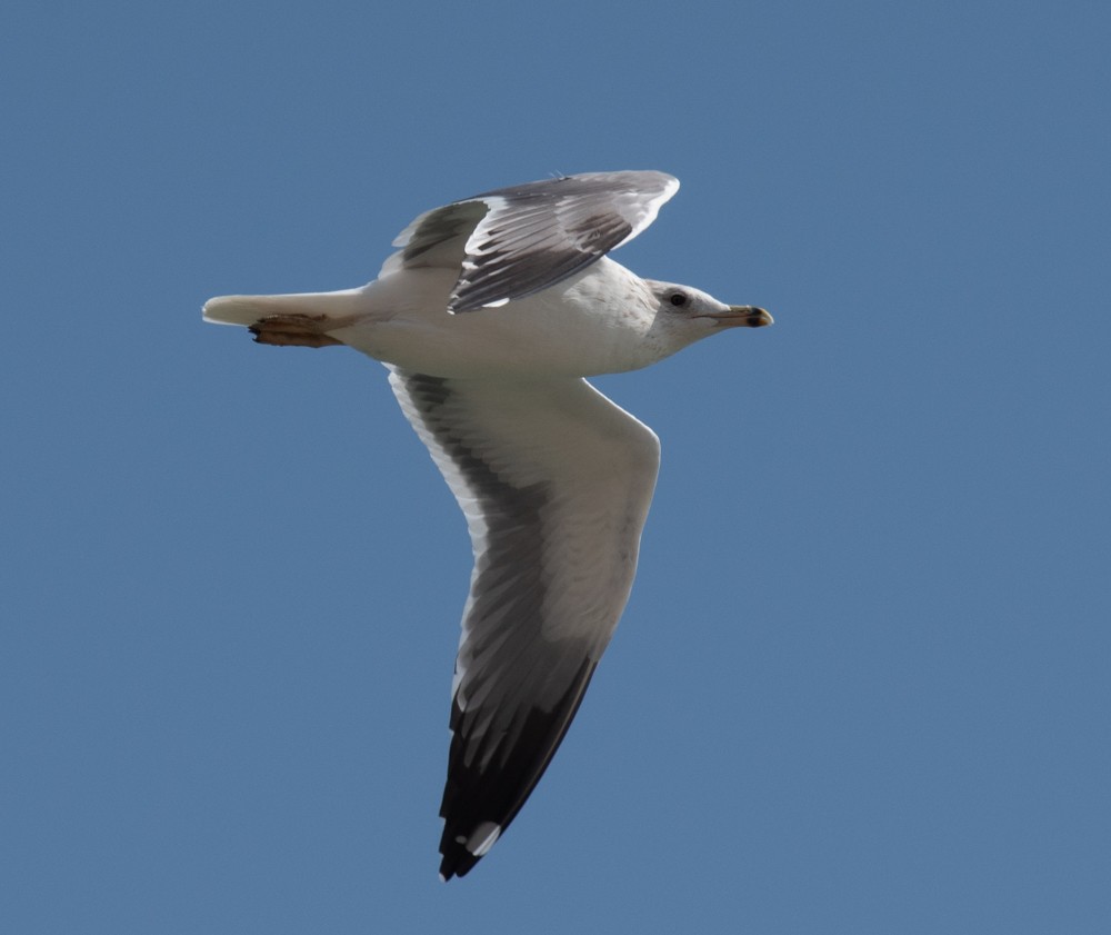sildemåke (barabensis) (kasakhmåke) - ML626146002