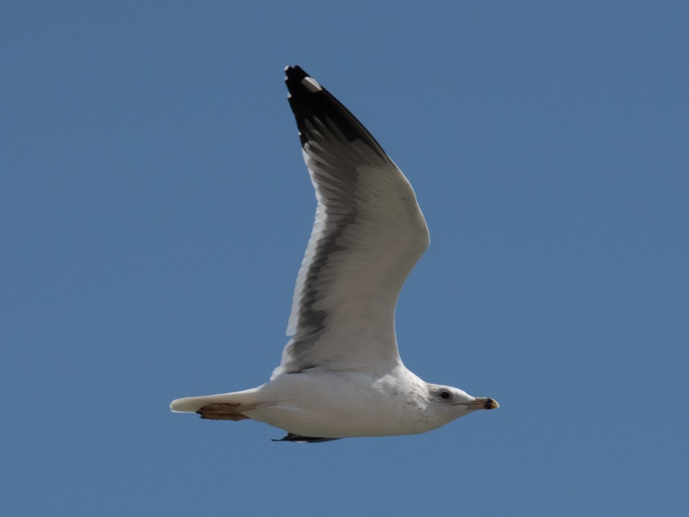 sildemåke (barabensis) (kasakhmåke) - ML626146003