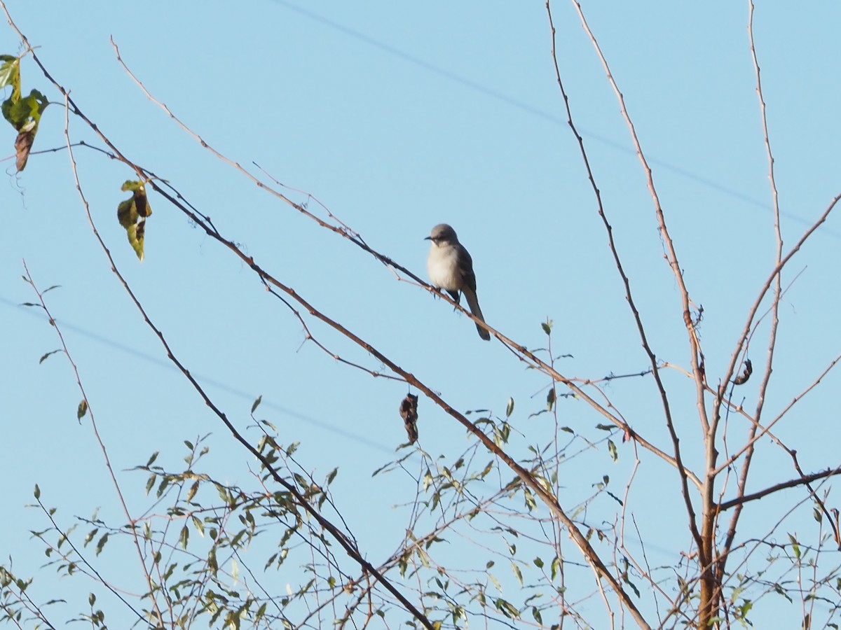 Northern Mockingbird - ML626146082