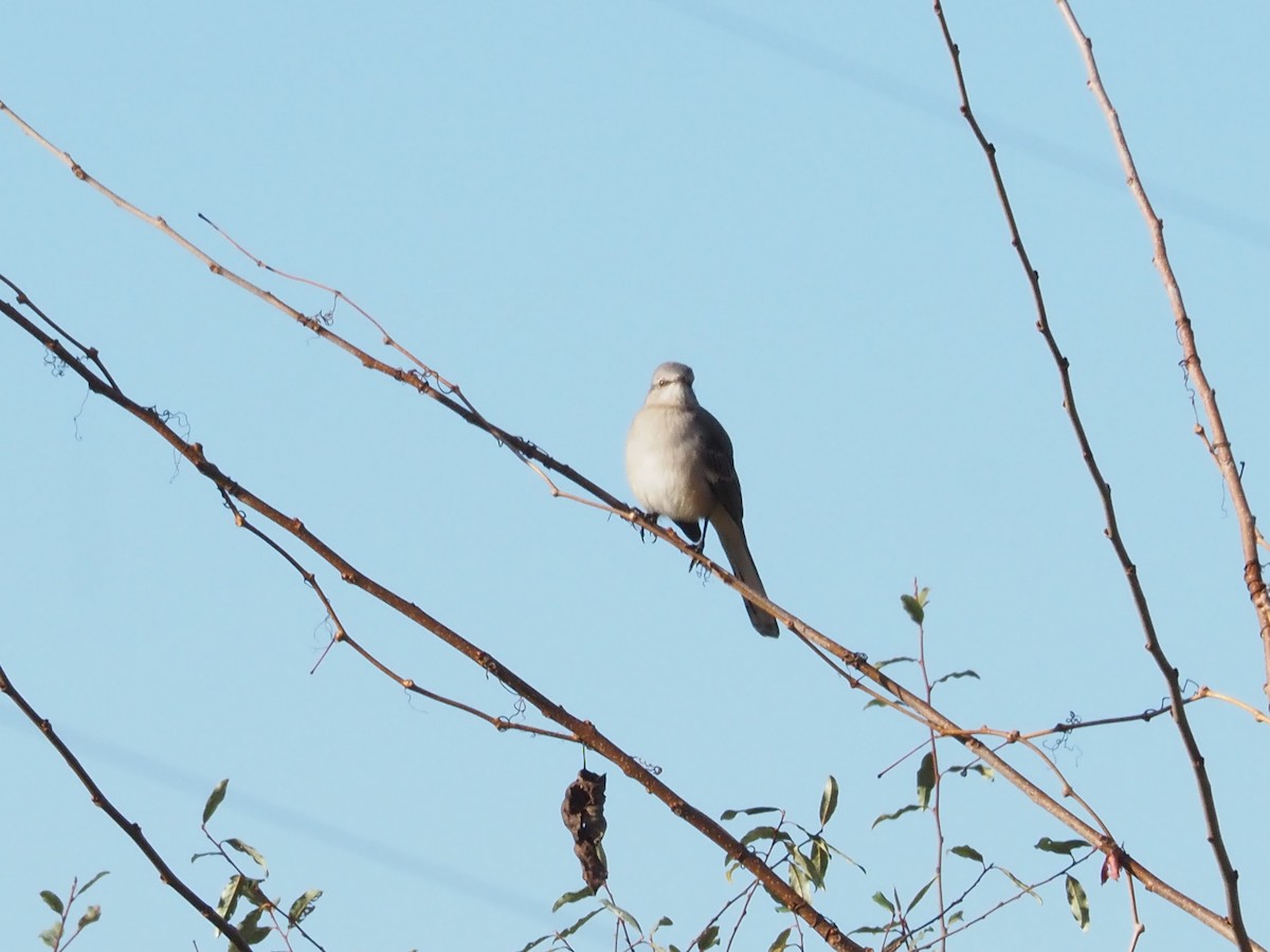 Northern Mockingbird - ML626146083