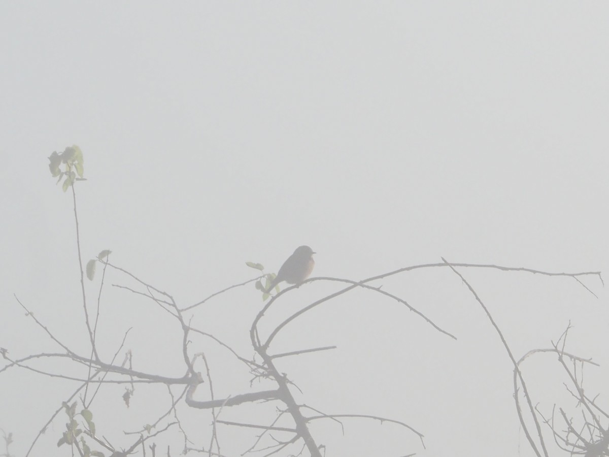Eastern Bluebird - ML626146102