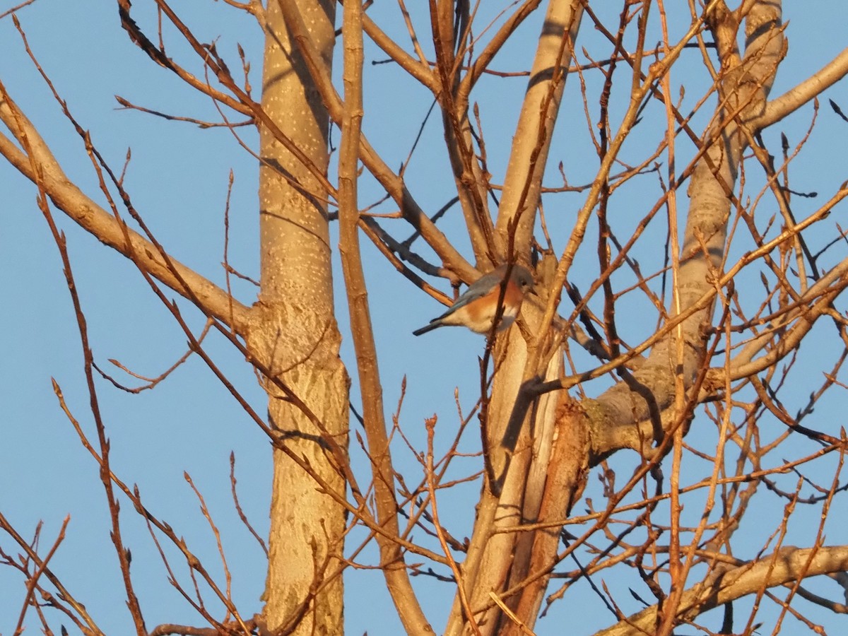 Eastern Bluebird - ML626146103