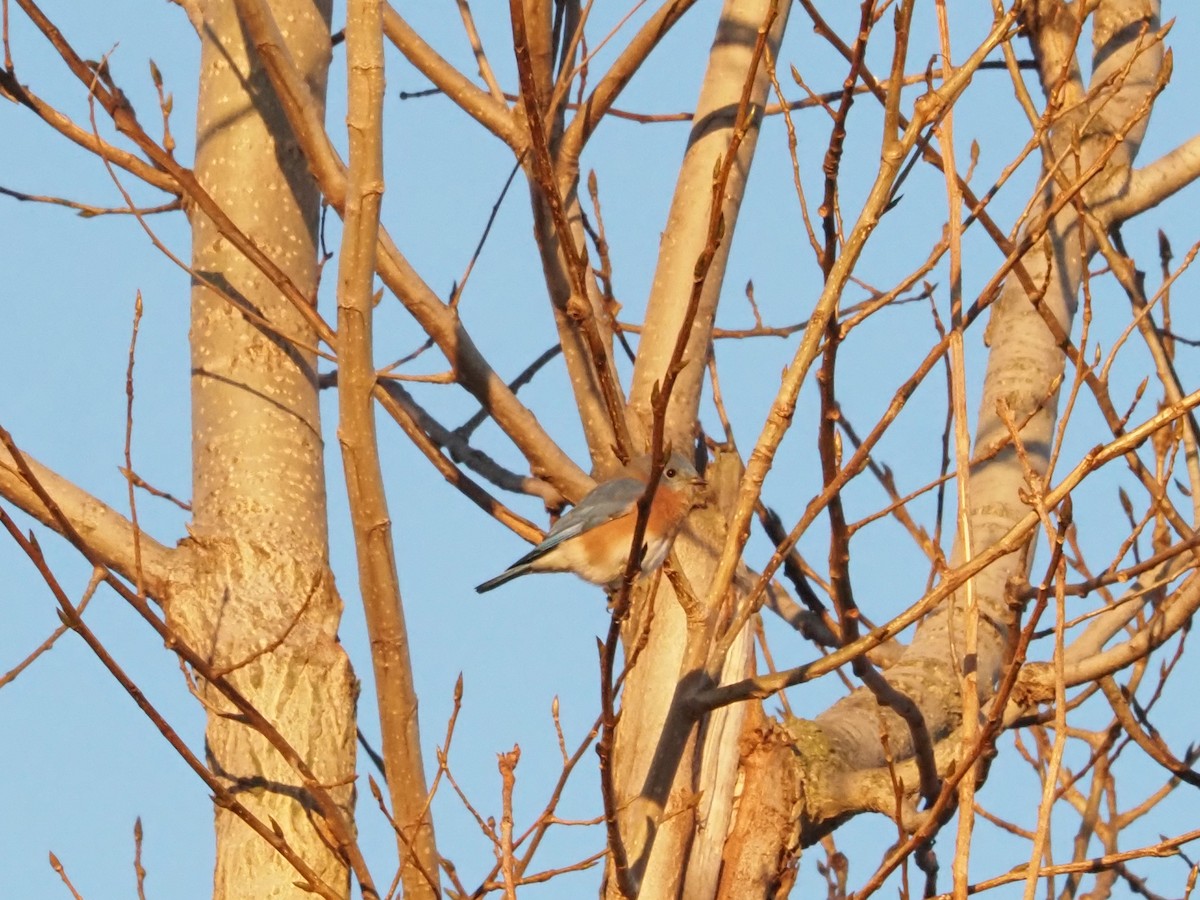 Eastern Bluebird - ML626146104