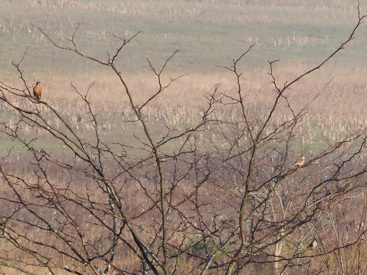 Hermit Thrush - ML626146132