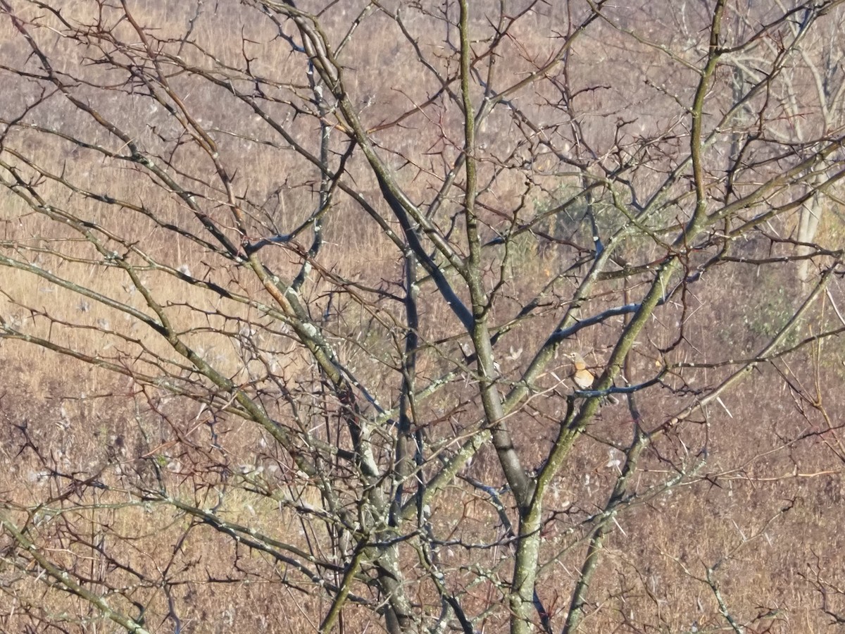 American Robin - ML626146144