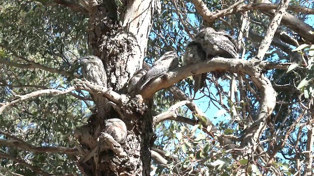 Tawny Frogmouth - ML626146160
