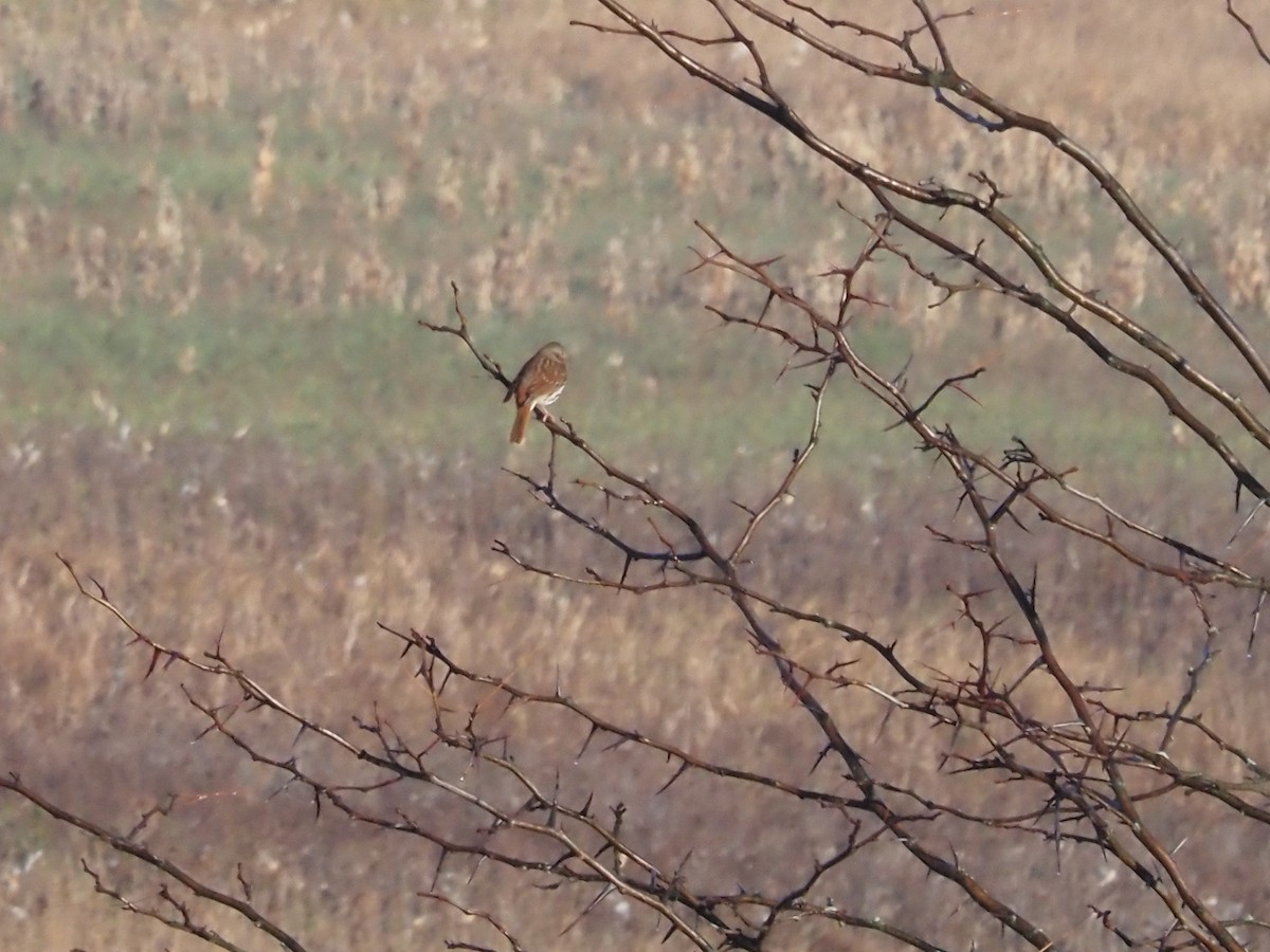Fox Sparrow - ML626146161