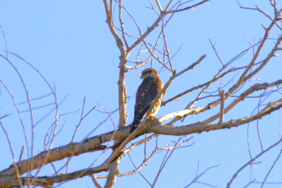 Merlin - ML626146172