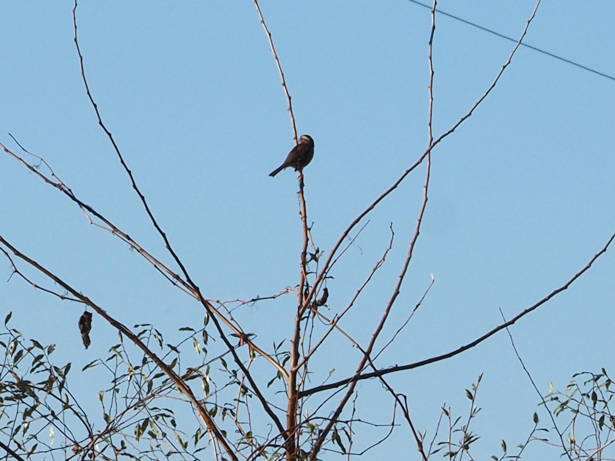 White-throated Sparrow - ML626146174