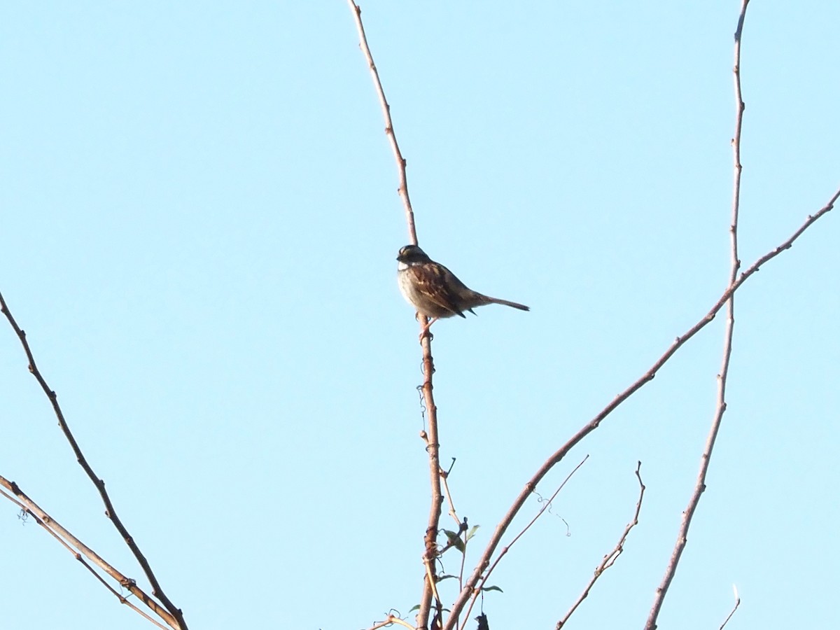 White-throated Sparrow - ML626146175