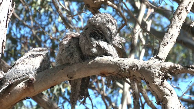 Tawny Frogmouth - ML626146190