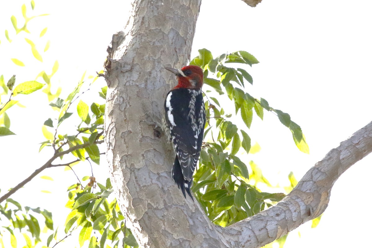 Red-breasted Sapsucker - ML626146352