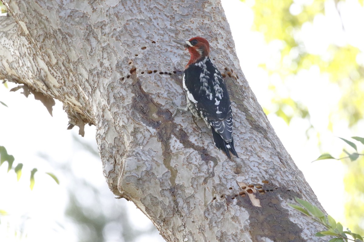 Red-breasted Sapsucker - ML626146353