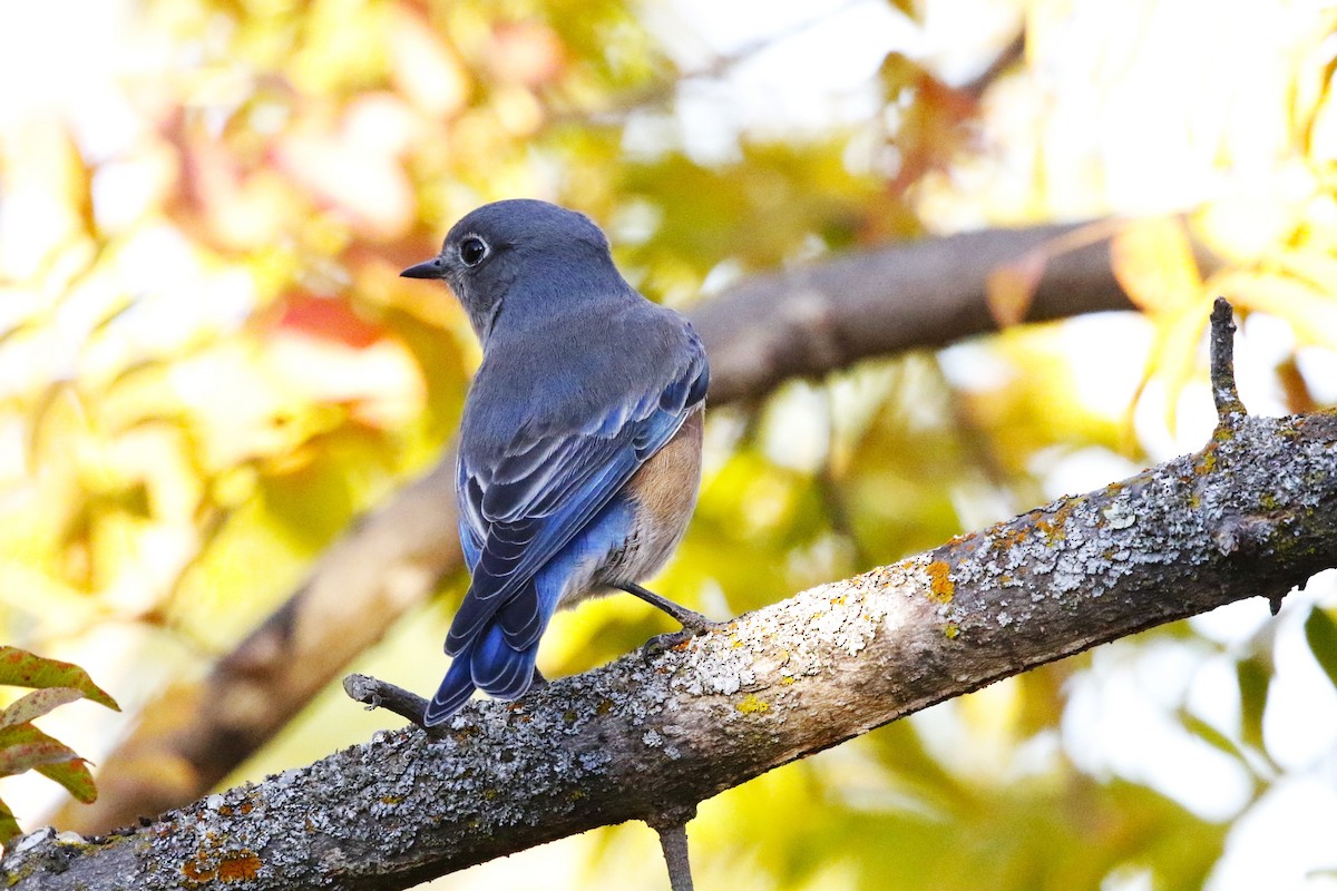 Western Bluebird - ML626146442