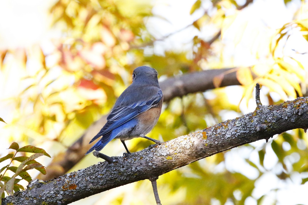 Western Bluebird - ML626146443