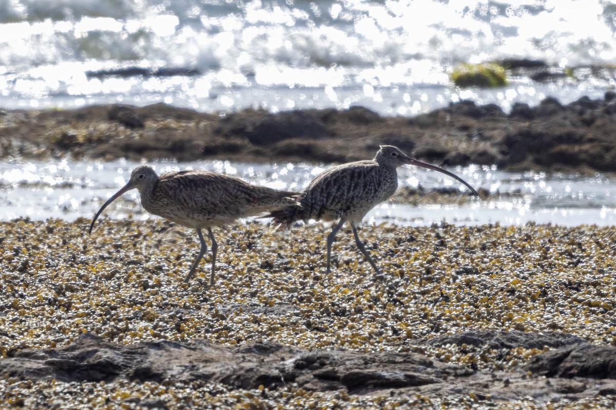 Far Eastern Curlew - ML626146583
