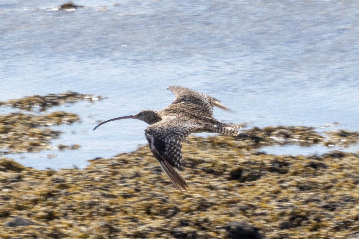 Far Eastern Curlew - ML626146584