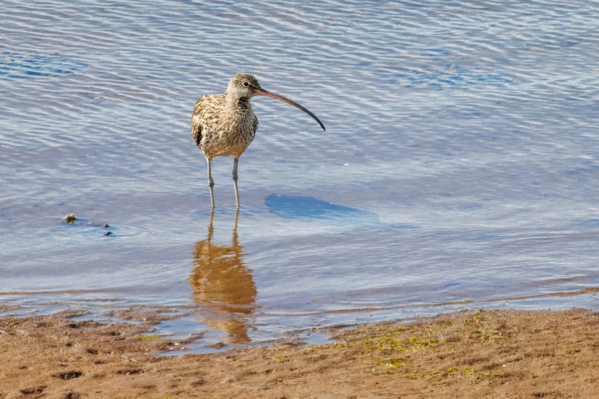 Far Eastern Curlew - ML626146585