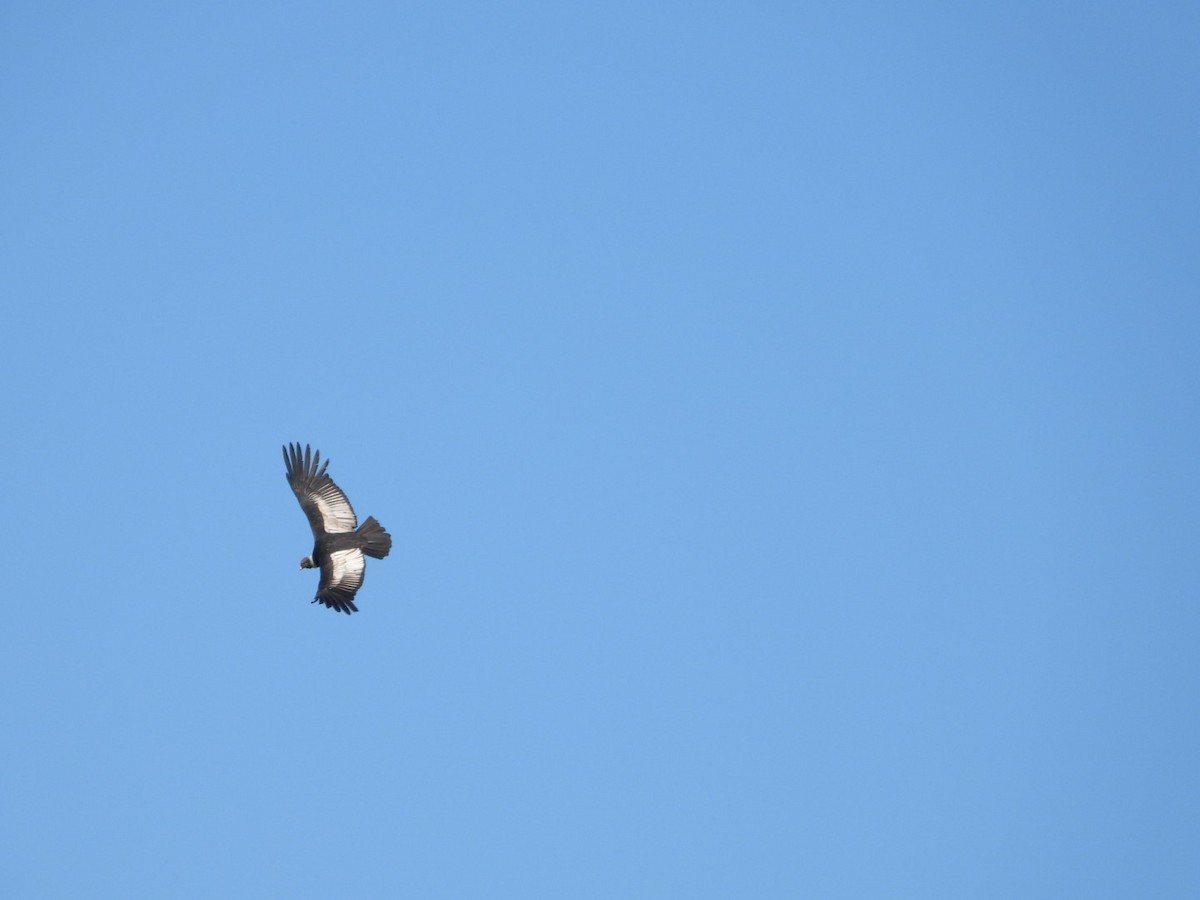 Andean Condor - ML626146695