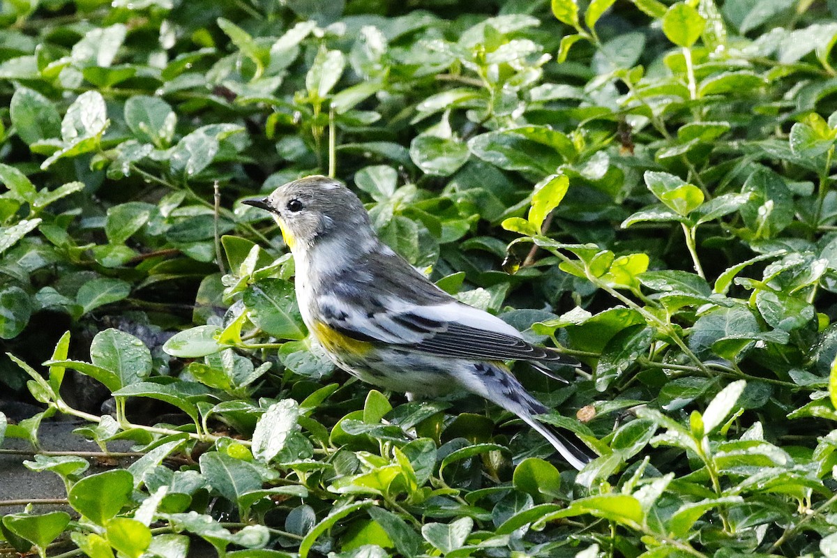 Yellow-rumped Warbler (Audubon's) - ML626146753