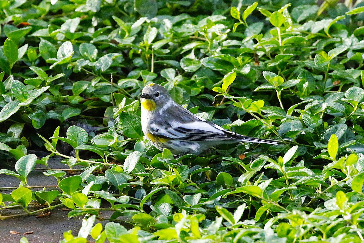 Yellow-rumped Warbler (Audubon's) - ML626146754