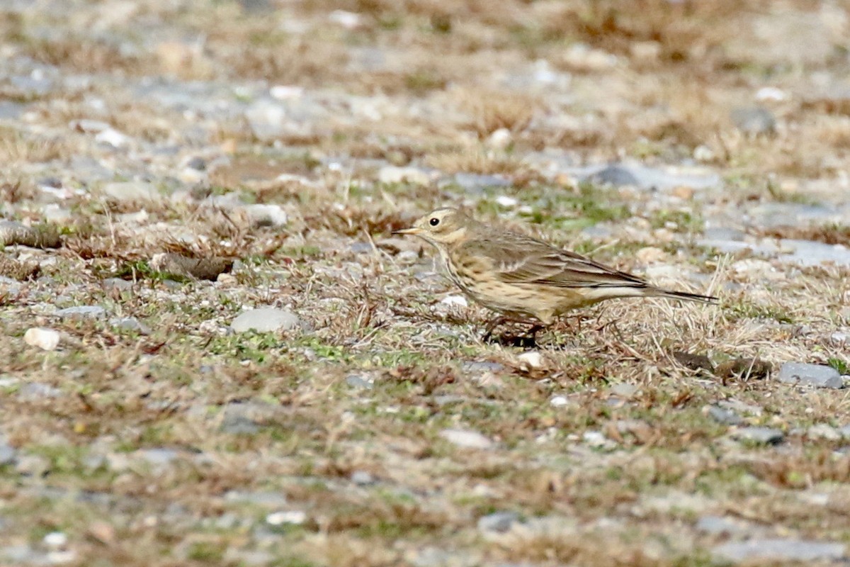 American Pipit - ML626146991
