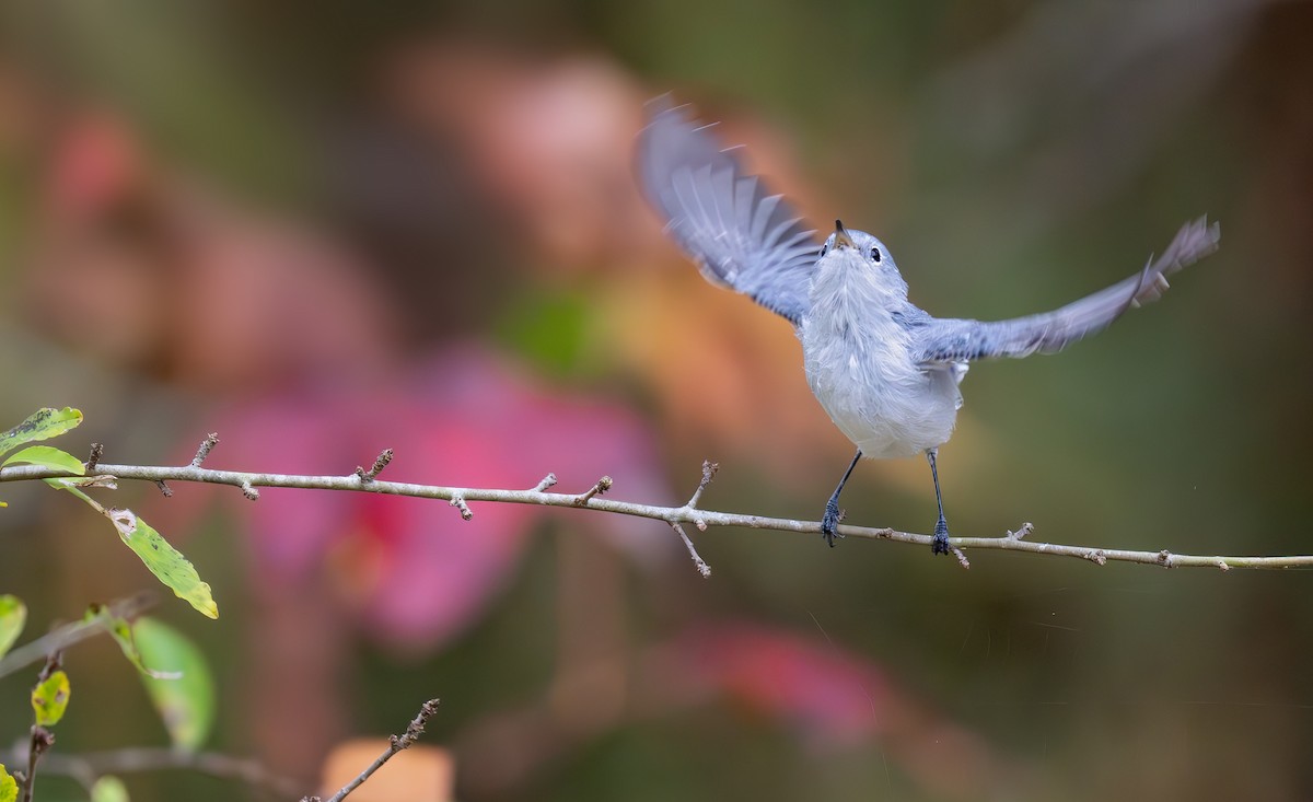 Blue-gray Gnatcatcher - ML626147006