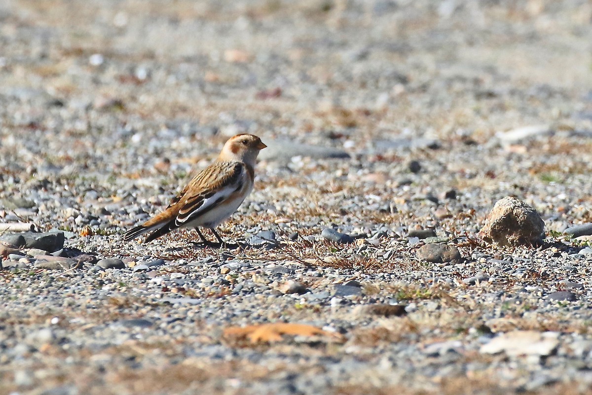 Snow Bunting - ML626147013