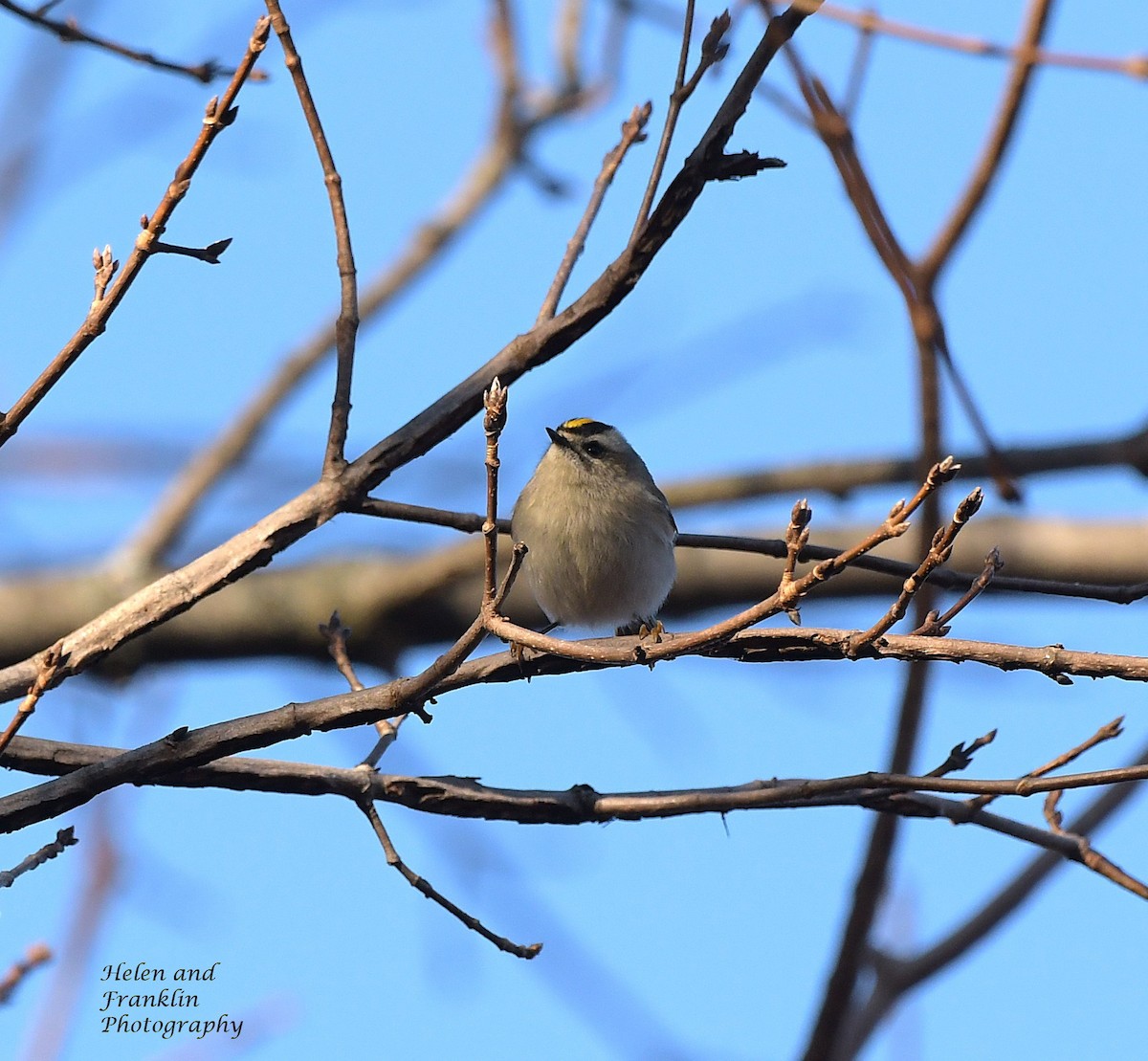 Golden-crowned Kinglet - Helen and Franklin C