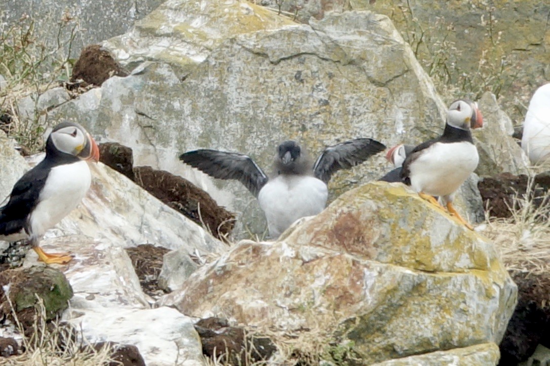 Atlantic Puffin - ML626147093