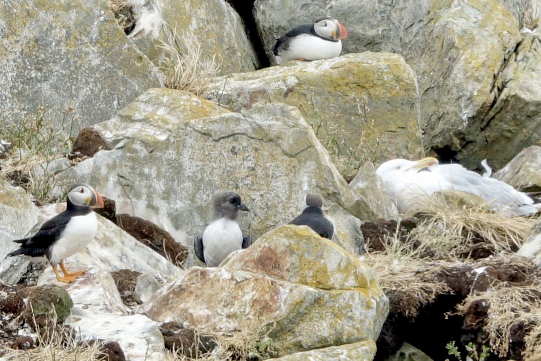 Atlantic Puffin - ML626147097