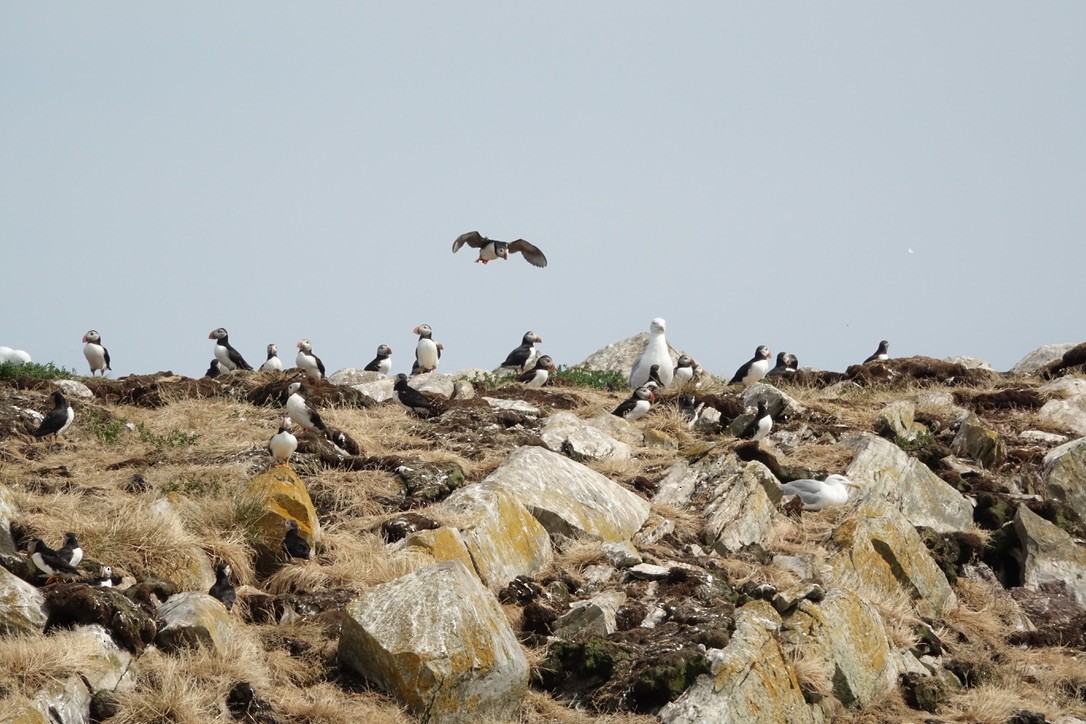 Atlantic Puffin - ML626147121